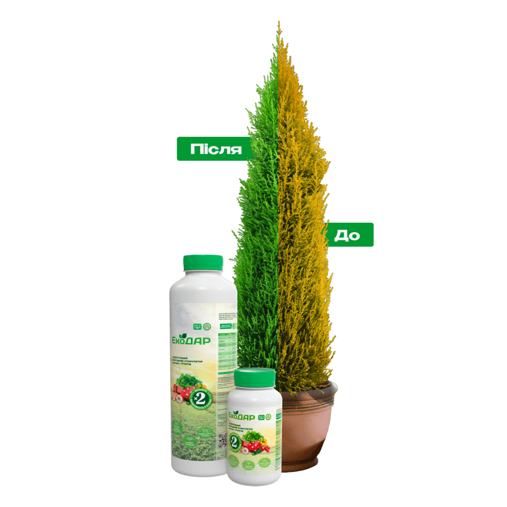 добриво для туй та хвойних