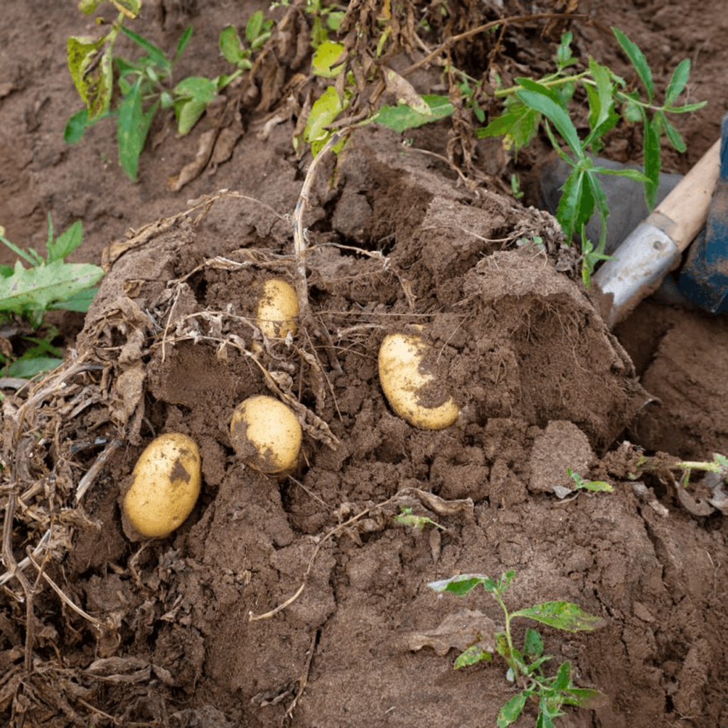 Органічність і безпека