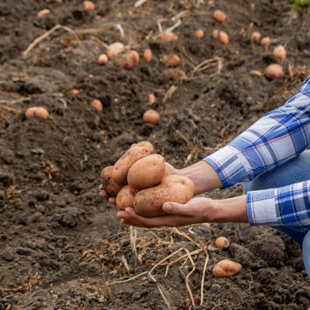 Багатий склад поживних речовин