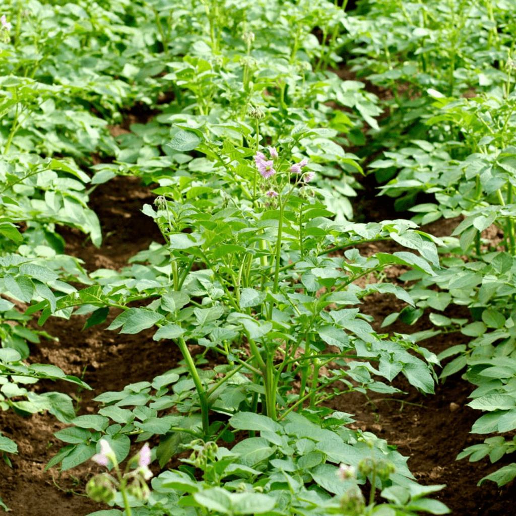 Стимулює ріст та розвиток