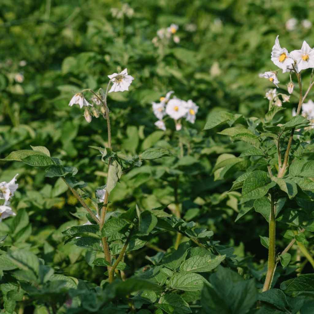 Підвищує стійкість до захворювань