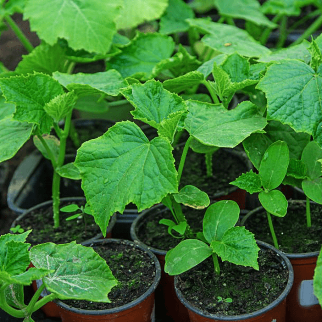 Забезпечує поживними речовинами