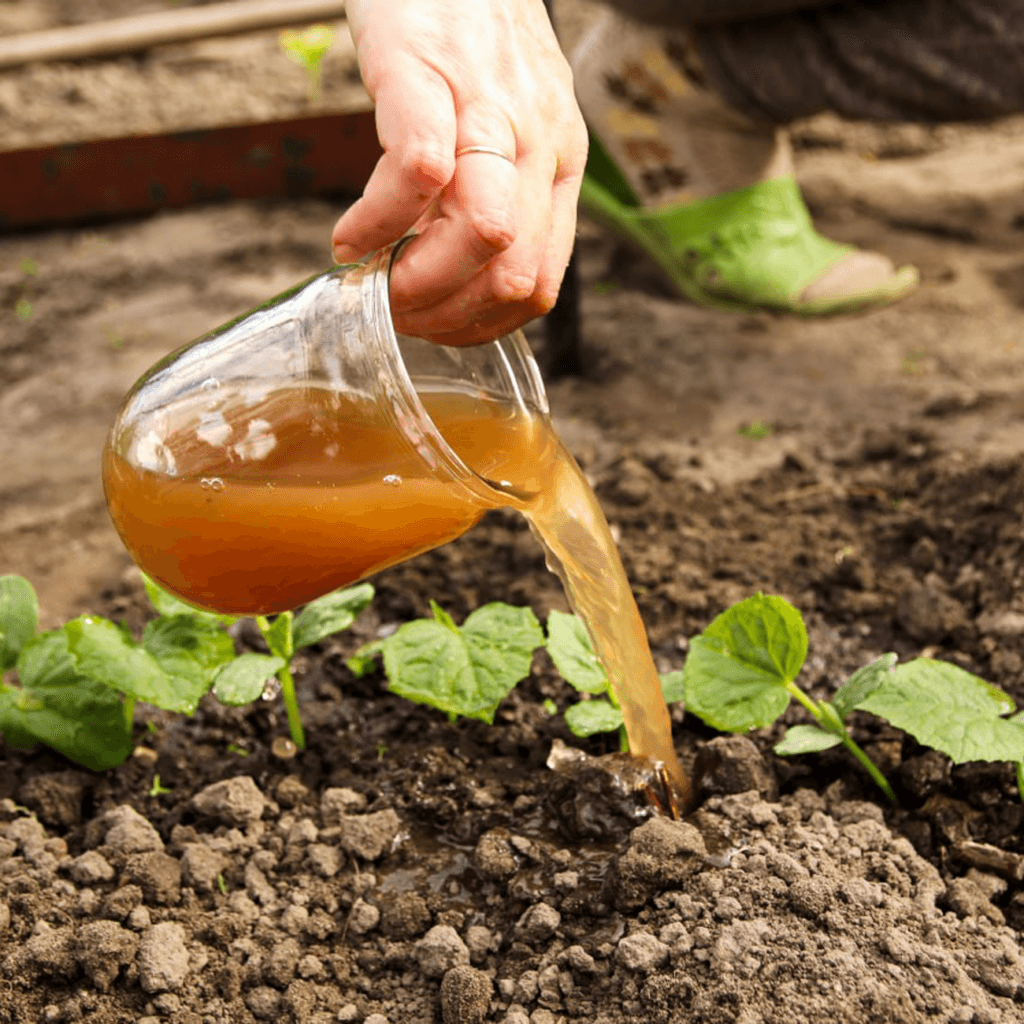 Підвищує стійкість до захворювань