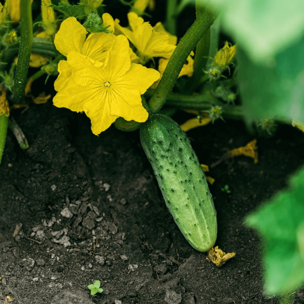 Екологічна чистота