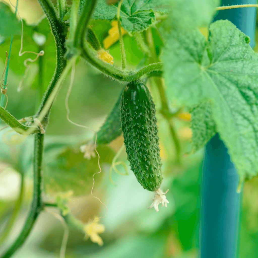 Стимулює процеси росту