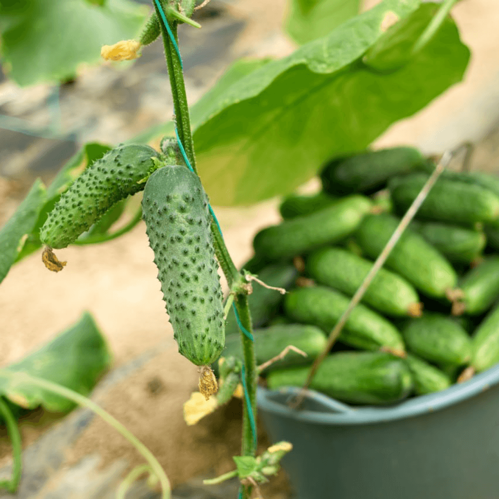 Збільшення виживаємості та якості врожаю