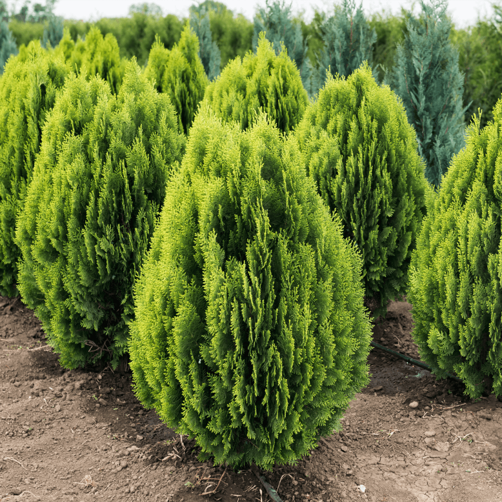 Стимулює здоровий ріст