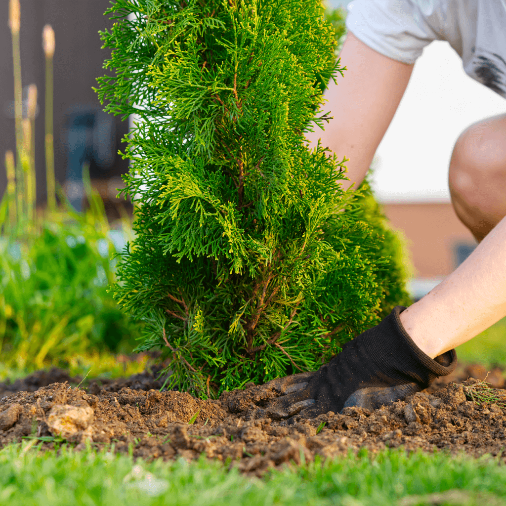 Підвищує стійкість до стресів