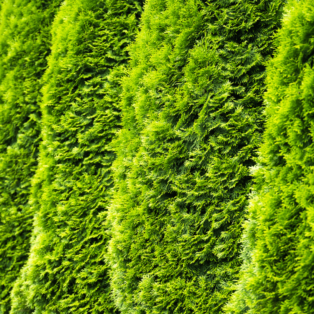 Забезпечує насичений колір