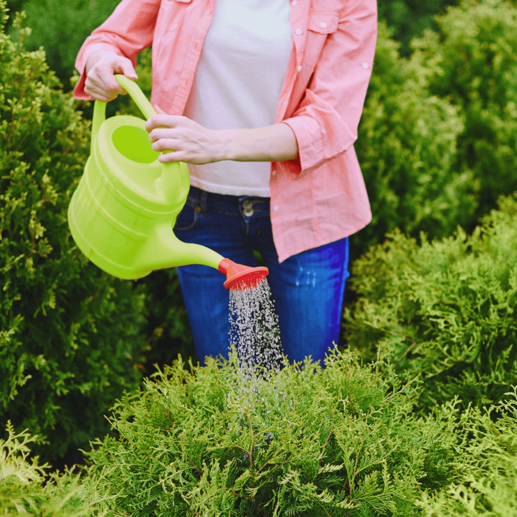 Покращує загальний стан рослини