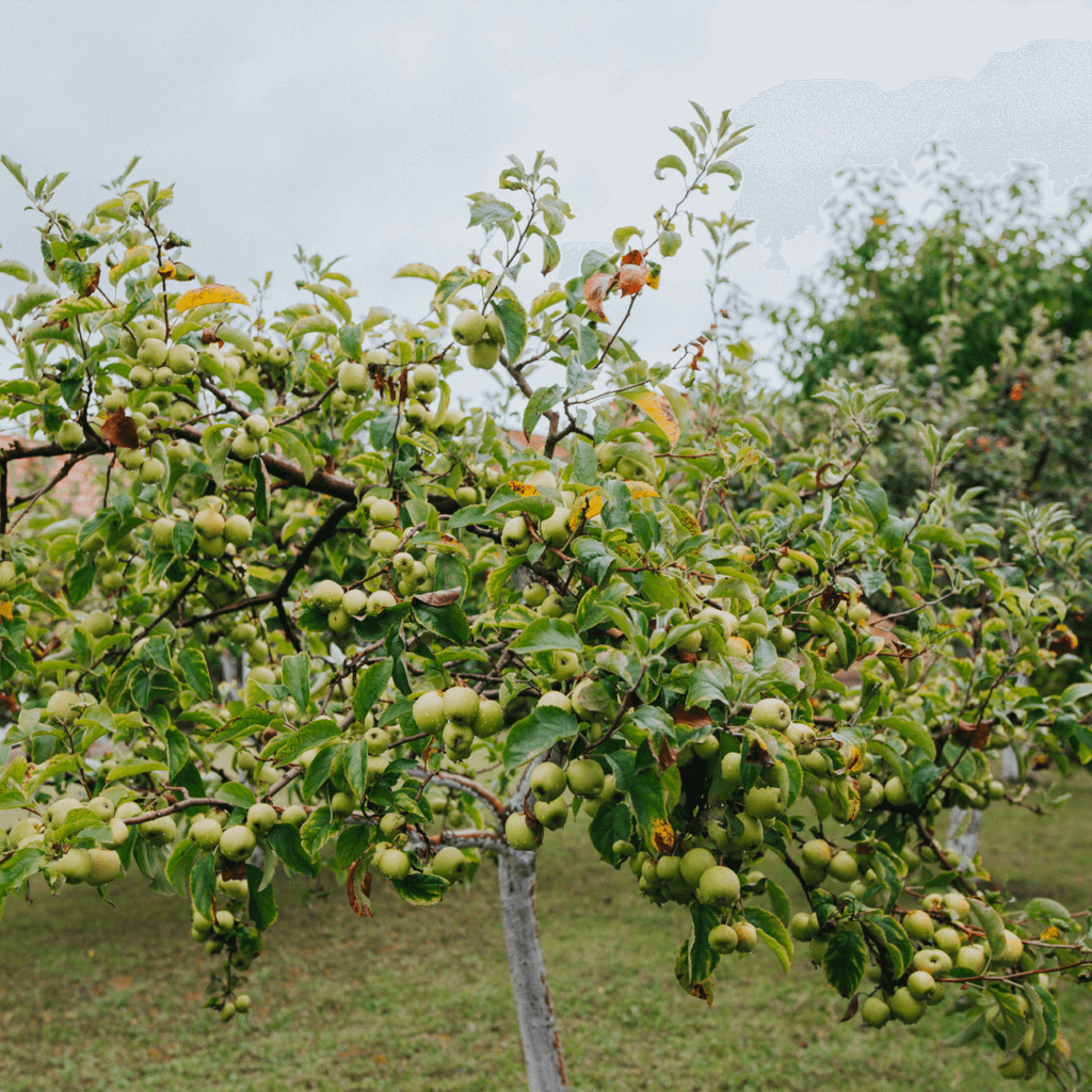 Стимулювання росту