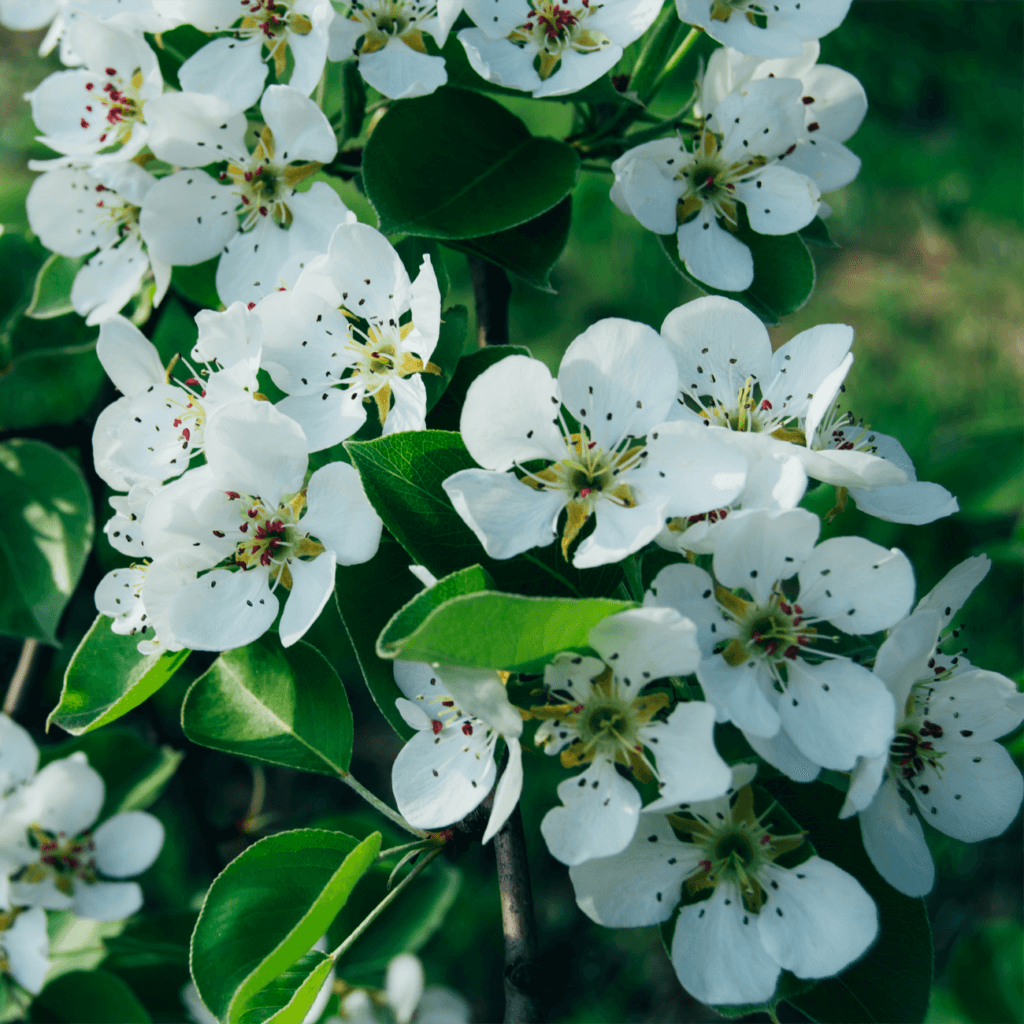 Підвищення стійкості до шкідників