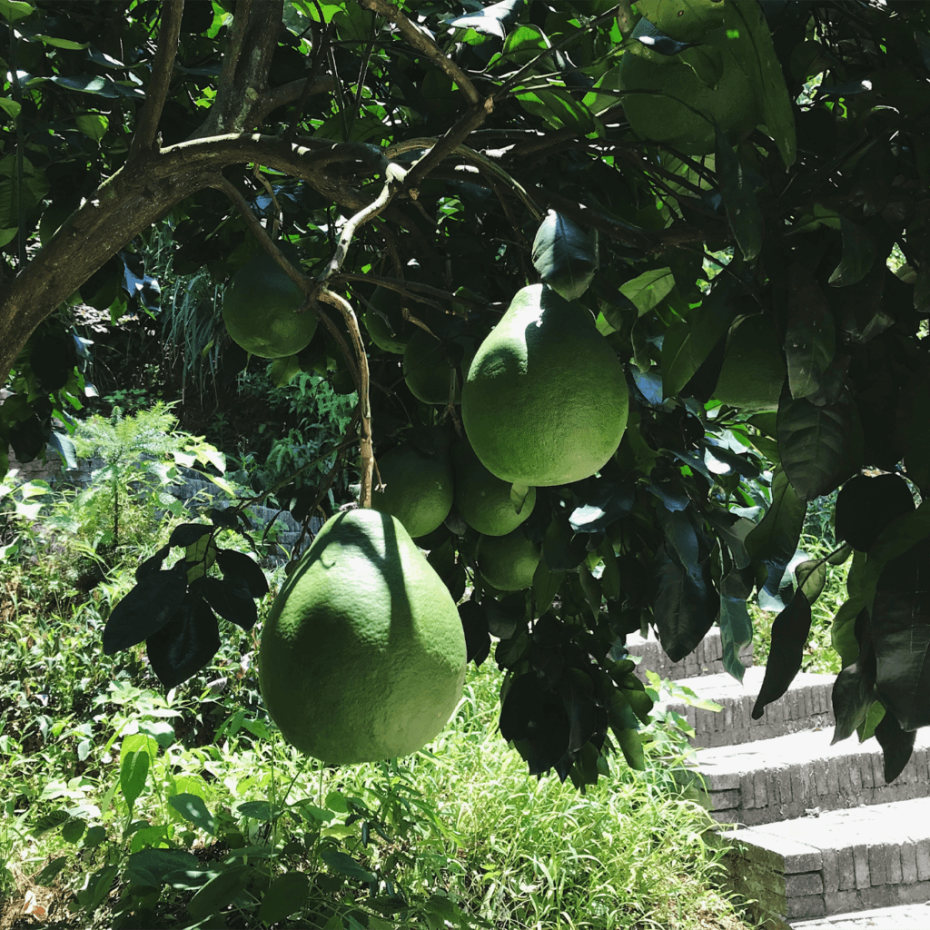 Стимуляція фотосинтезу