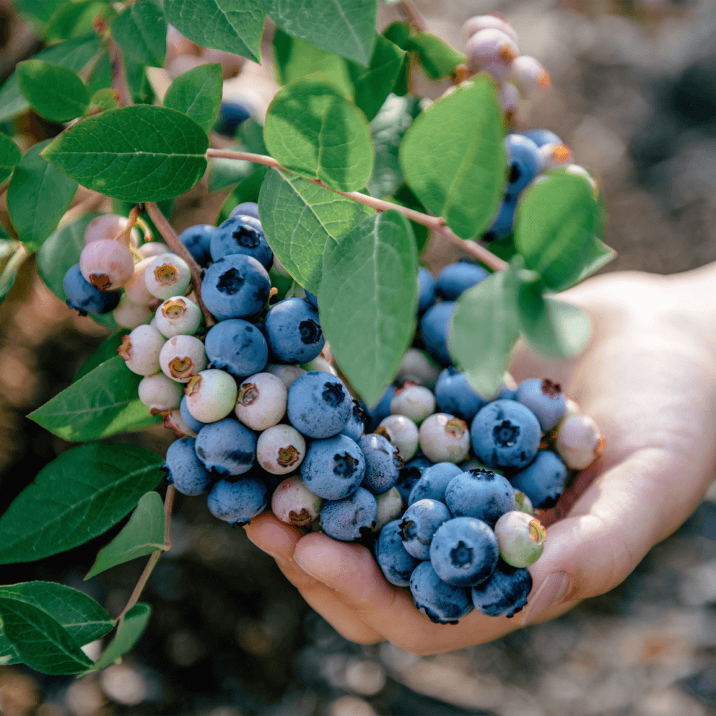 Екологічна чистота