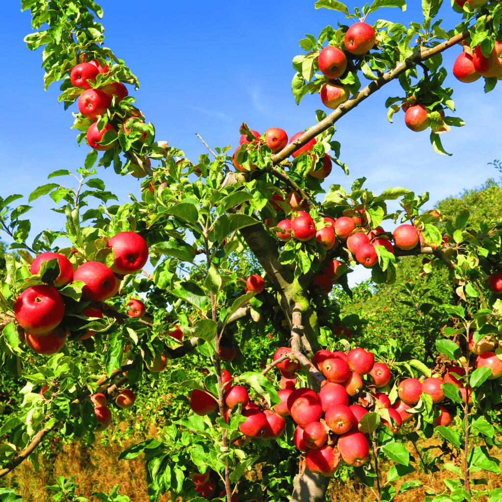 Підвищення врожайності
