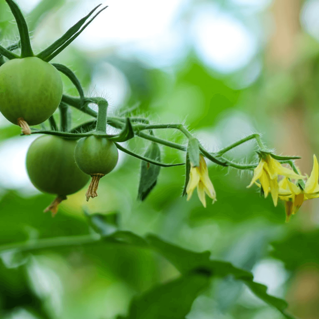 Стимуляція цвітіння та зав'язування плодів