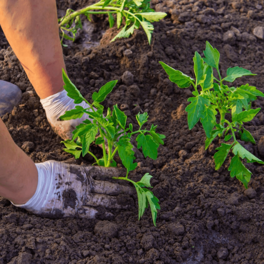 Захист від стресових умов