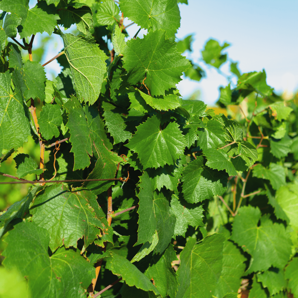 Стимуляція росту