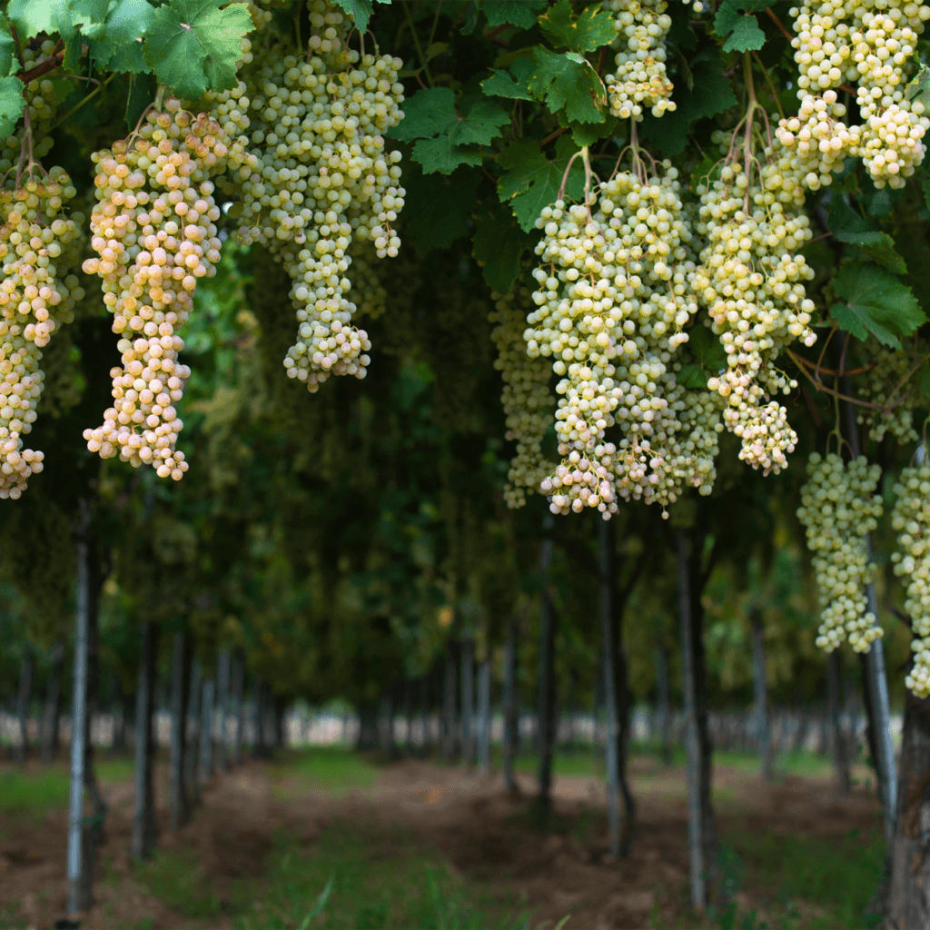 Покращення якості плодів