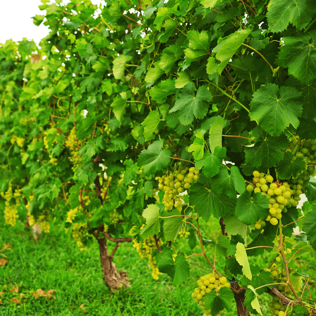 Довготривалий ефект