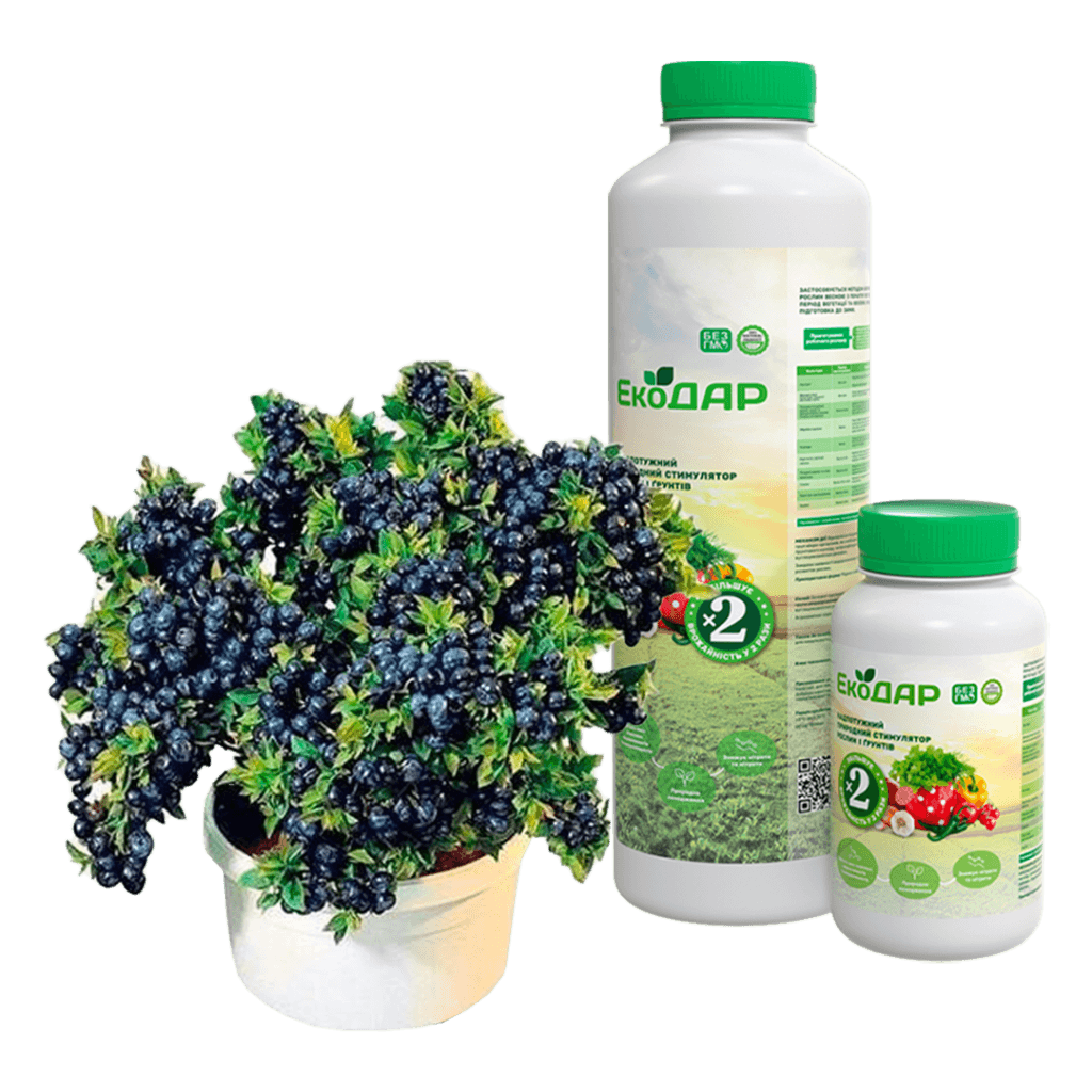 Добриво для лохини