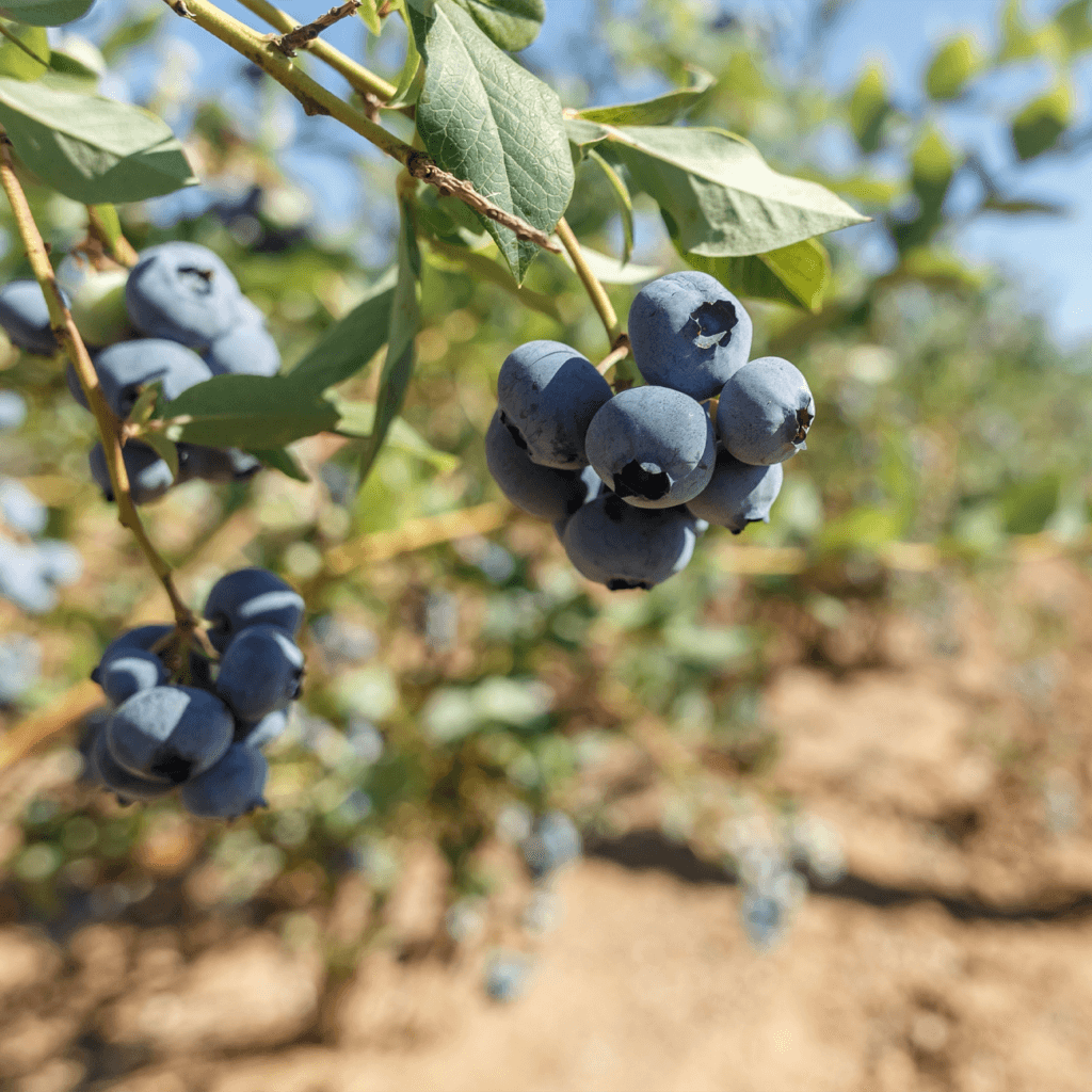 Підвищує стійкість до захворювань