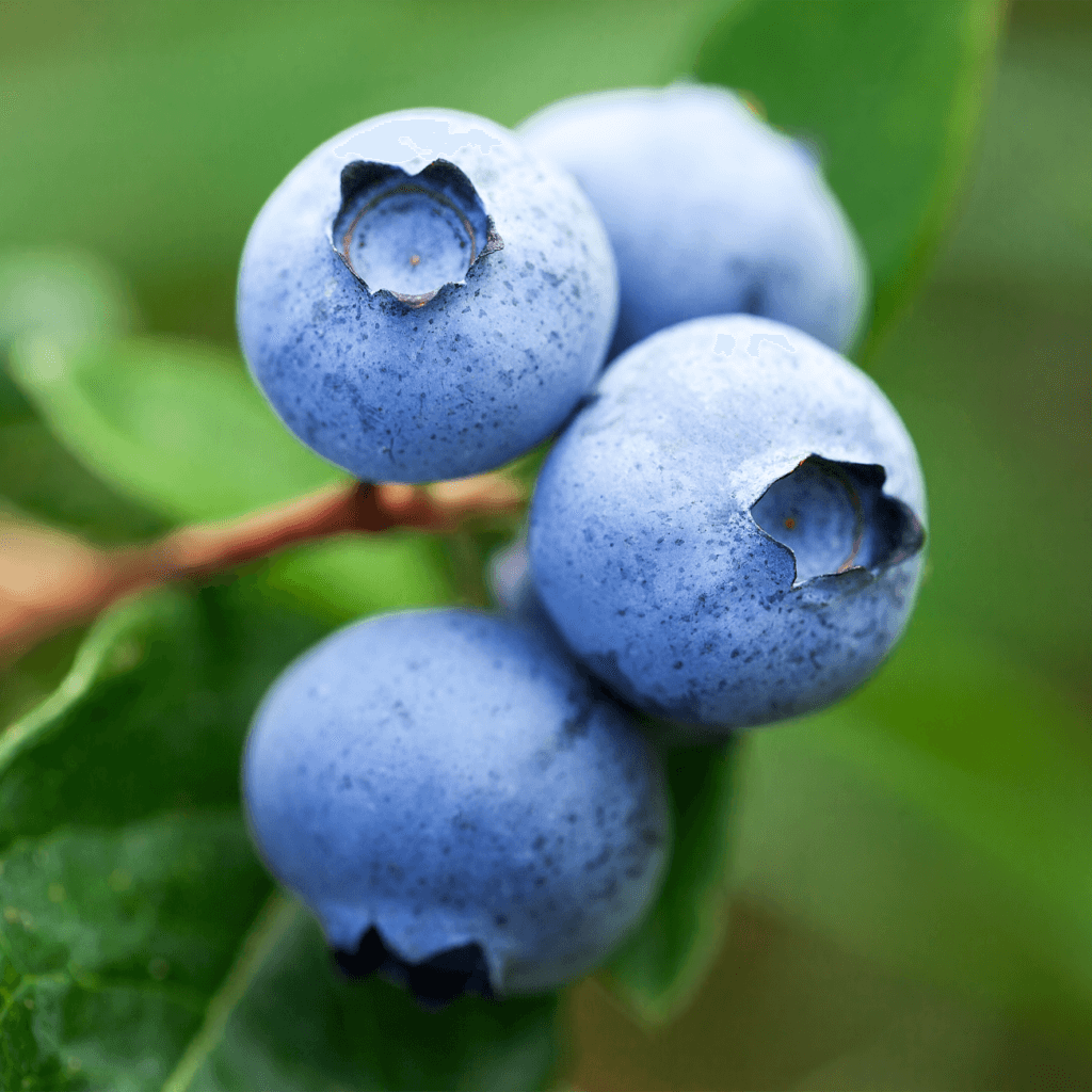 Покращує якість плодів