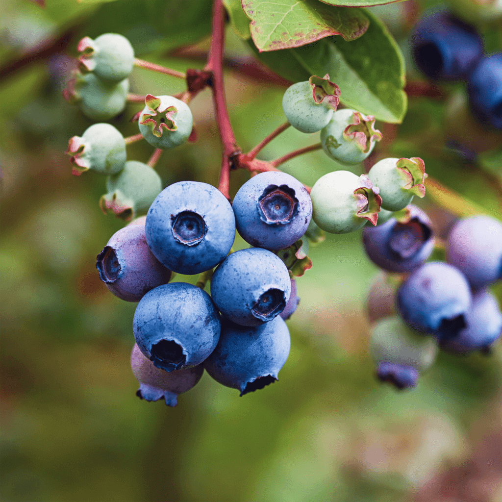 Підвищує здатність до поглинання вологи та поживних речовин